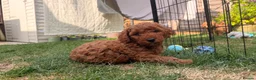 Cockapoo dogs for sale: 1 beautiful boy left  - Advert 4