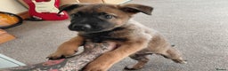 Belgian Shepherd Dog dogs for sale:  beautiful belgain mali only 1 left - Advert 8