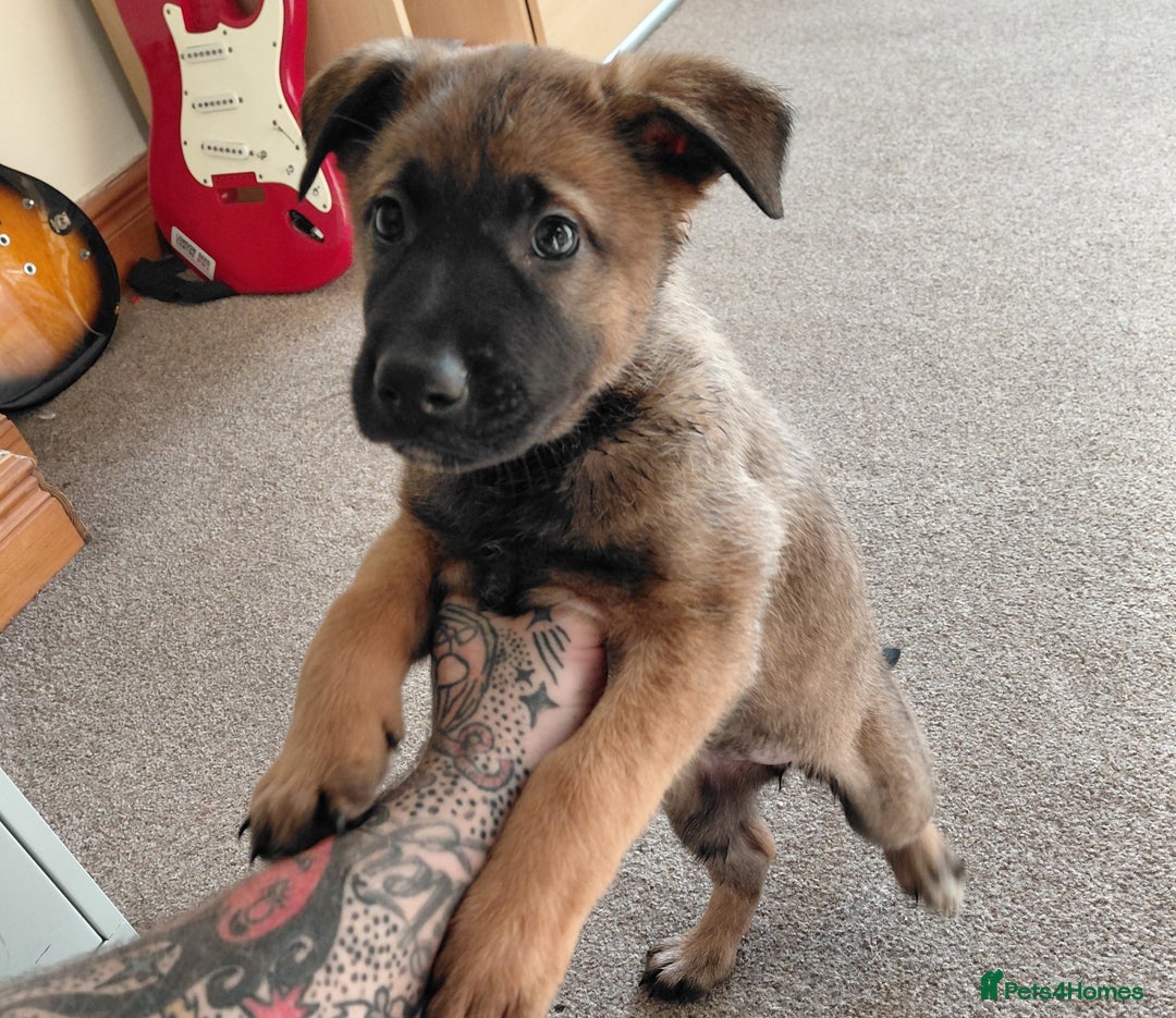 Belgian Shepherd Dog dogs for sale:  beautiful belgain mali only 1 left - Advert 8