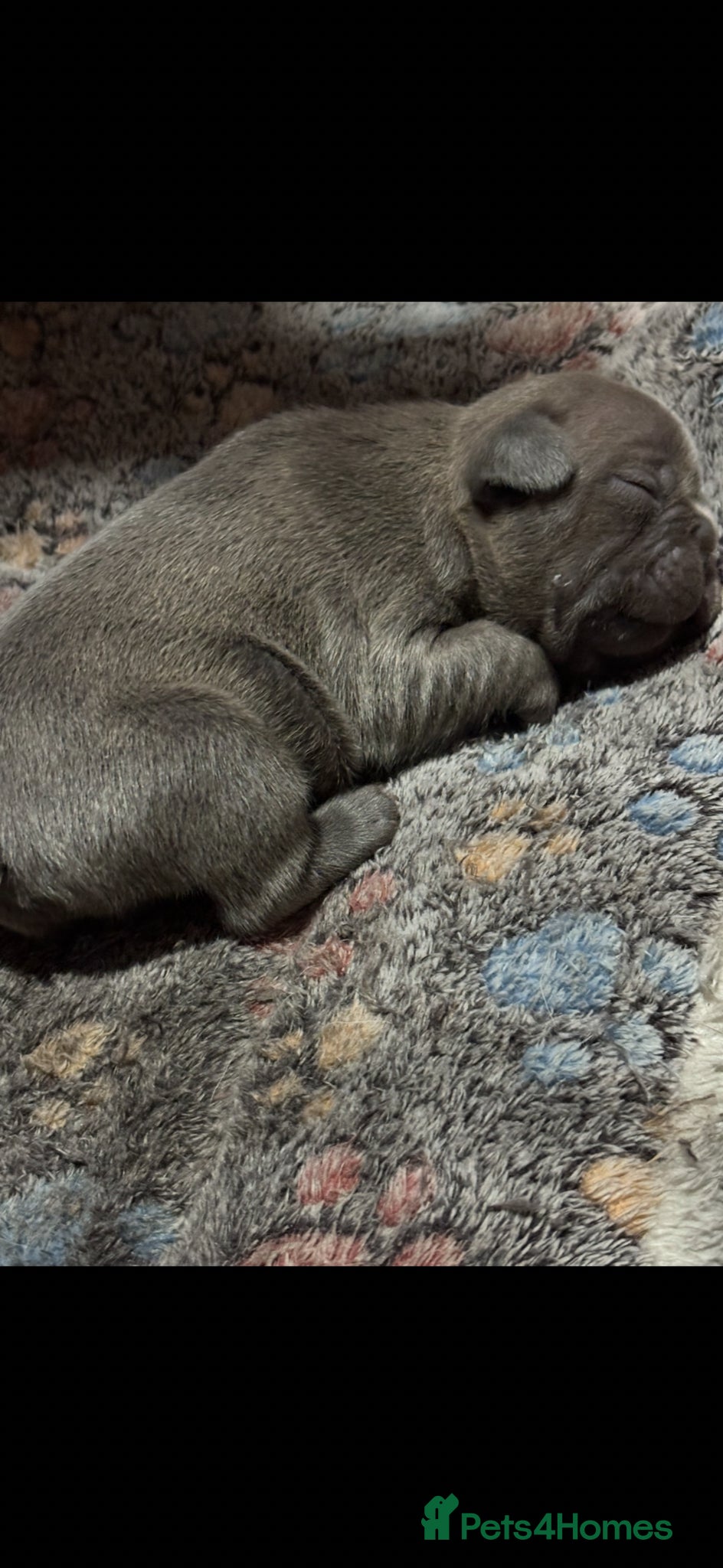 French Bulldog dogs French bulldog puppies  - Advert 1