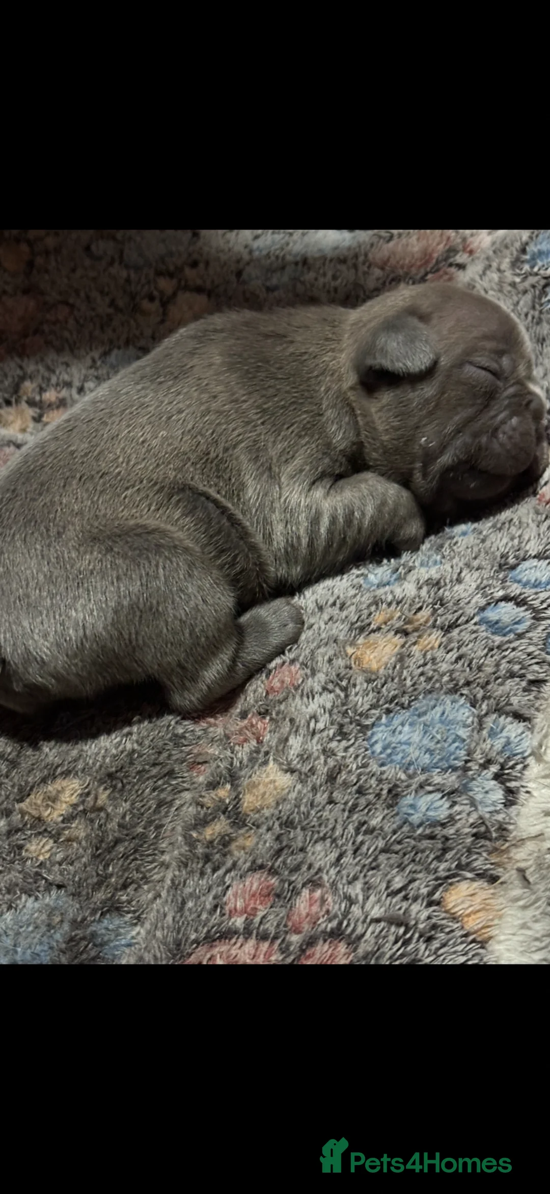 French Bulldog dogs for sale: French bulldog puppies  - Advert 1