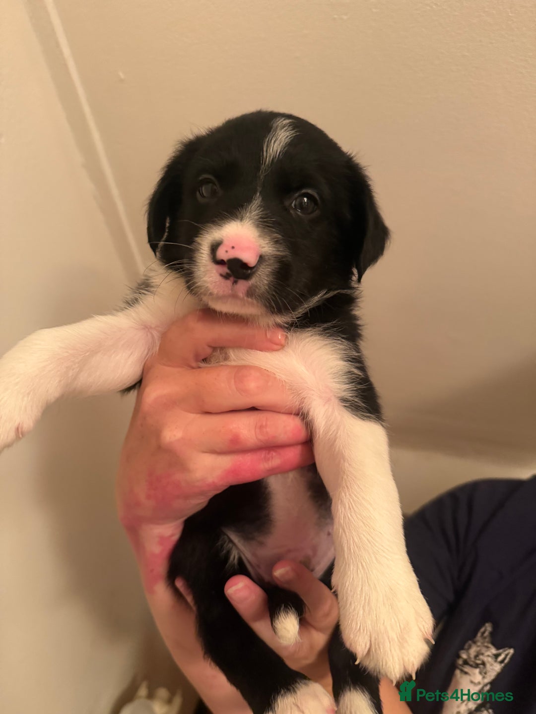 Border Collie dogs for sale: Border collie pups - Image 23
