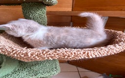 British Shorthair cats for sale: LAST 4 TICA CHAMPION BLOOD LINES BSH KITTENS - Image 9