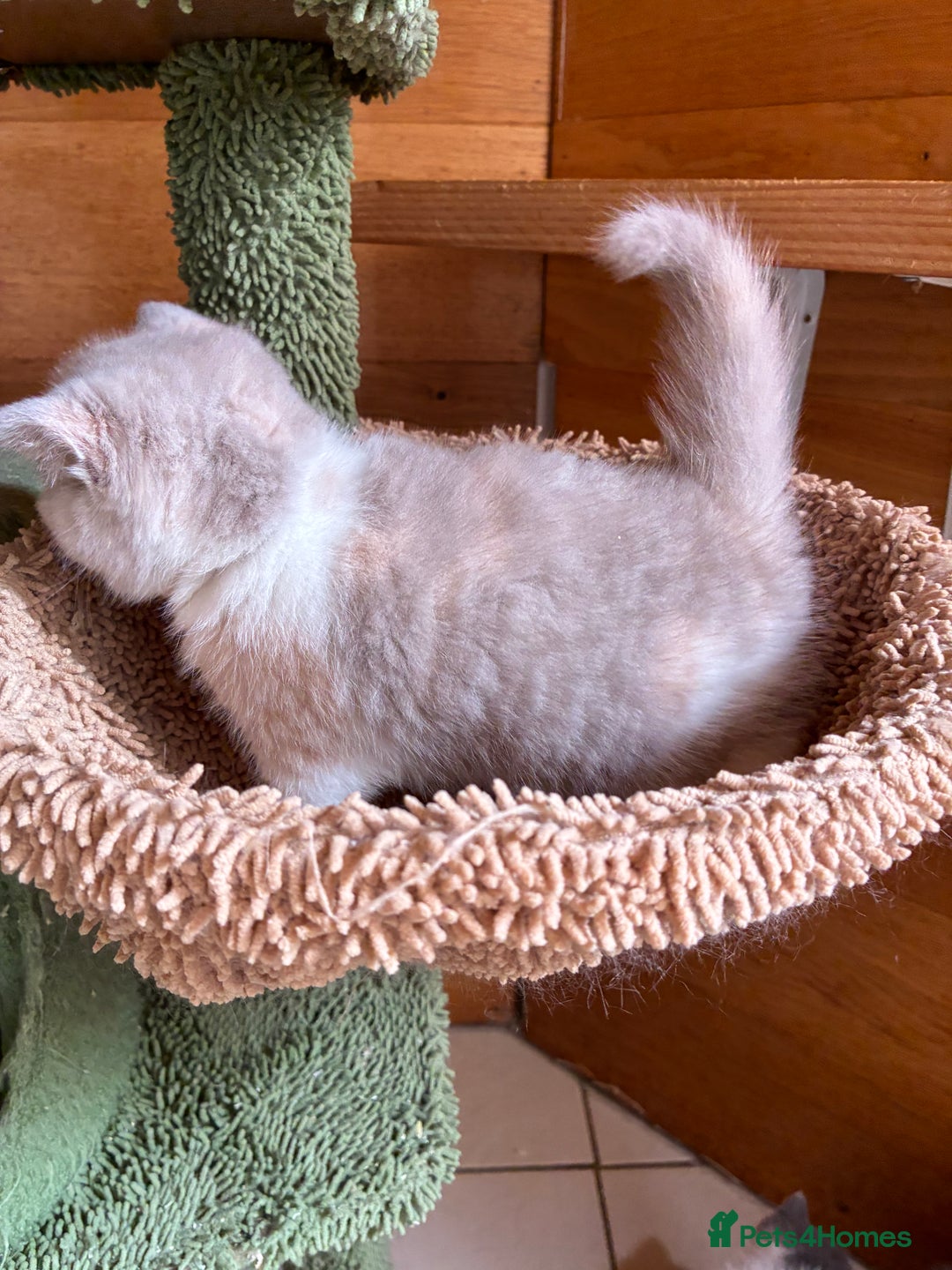 British Shorthair cats for sale: LAST 4 TICA CHAMPION BLOOD LINES BSH KITTENS - Image 9