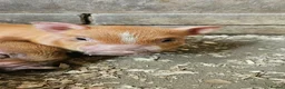 Pig livestock for sale: Adorable Mini Pigs: Spotted & Ginger, M&F in Birmingham - Advert 8