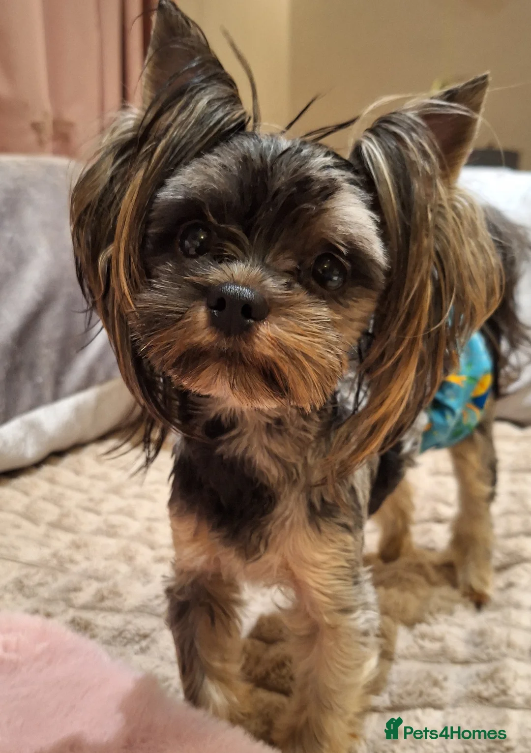 Yorkshire Terrier dogs for sale: Tiny Blue Merle Colourful Terrier.  - Advert 4