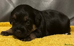 Border Terrier dogs for sale: Stunning SLEM clear KC reg blue and tan bitch pup - Image 5