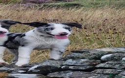 Border Collie dogs for sale: Border collie in Aberdare - Image 8
