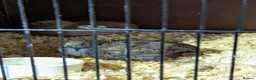 Conures birds for sale: 2 x Chinese painted quails  in Tain - Advert 1