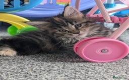 Maine Coon cats for sale: 3 gorgeous healthy full breed Maine coon kittens - Image 3