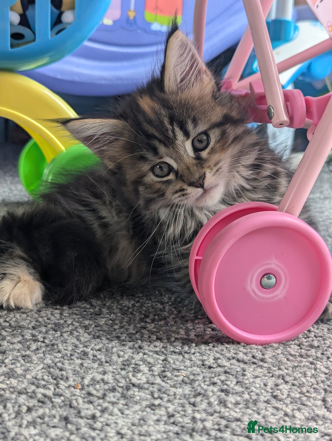 Maine Coon cats for sale: 3 gorgeous healthy full breed Maine coon kittens - Image 3
