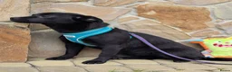 Mixed Breed dogs for adoption: ❤️🐶 MONICA – PURE AFFECTION IN A SMALL BODY in Burton-on-Trent - Advert 8