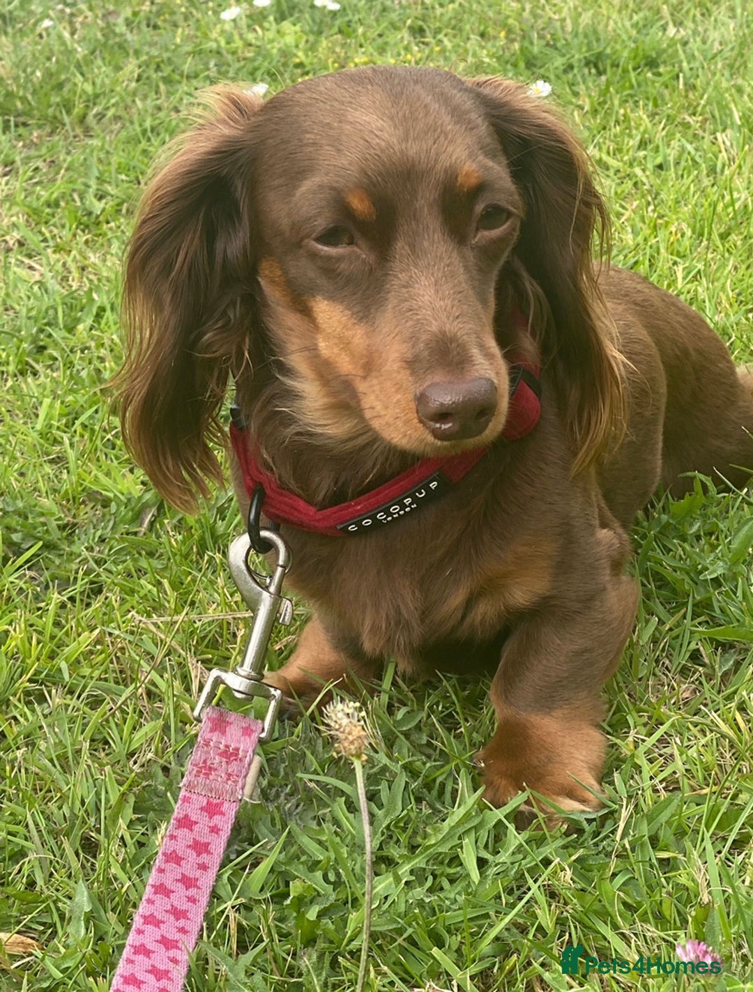 Miniature Dachshund dogs for sale:  Long haired miniature dachshund litter  - Advert 15