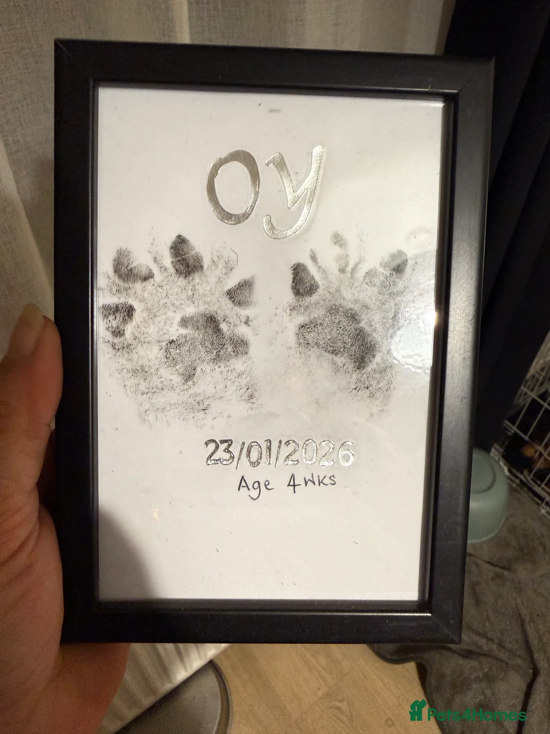 Rottweiler dogs for sale: Rottweiler pups - Advert 2