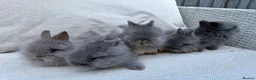 Lionhead rabbits for sale: Fluffy double mane lion head rabbits for sale  - Advert 8
