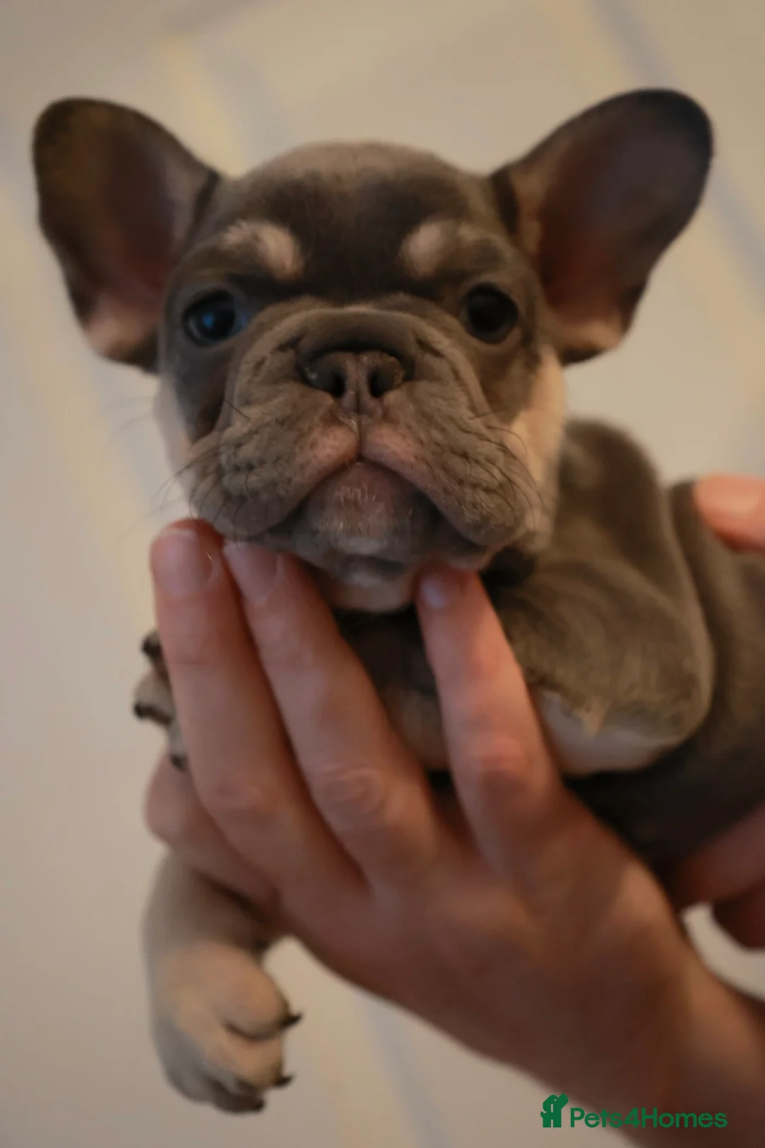 French Bulldog dogs for sale: French bulldog pups  - Advert 8
