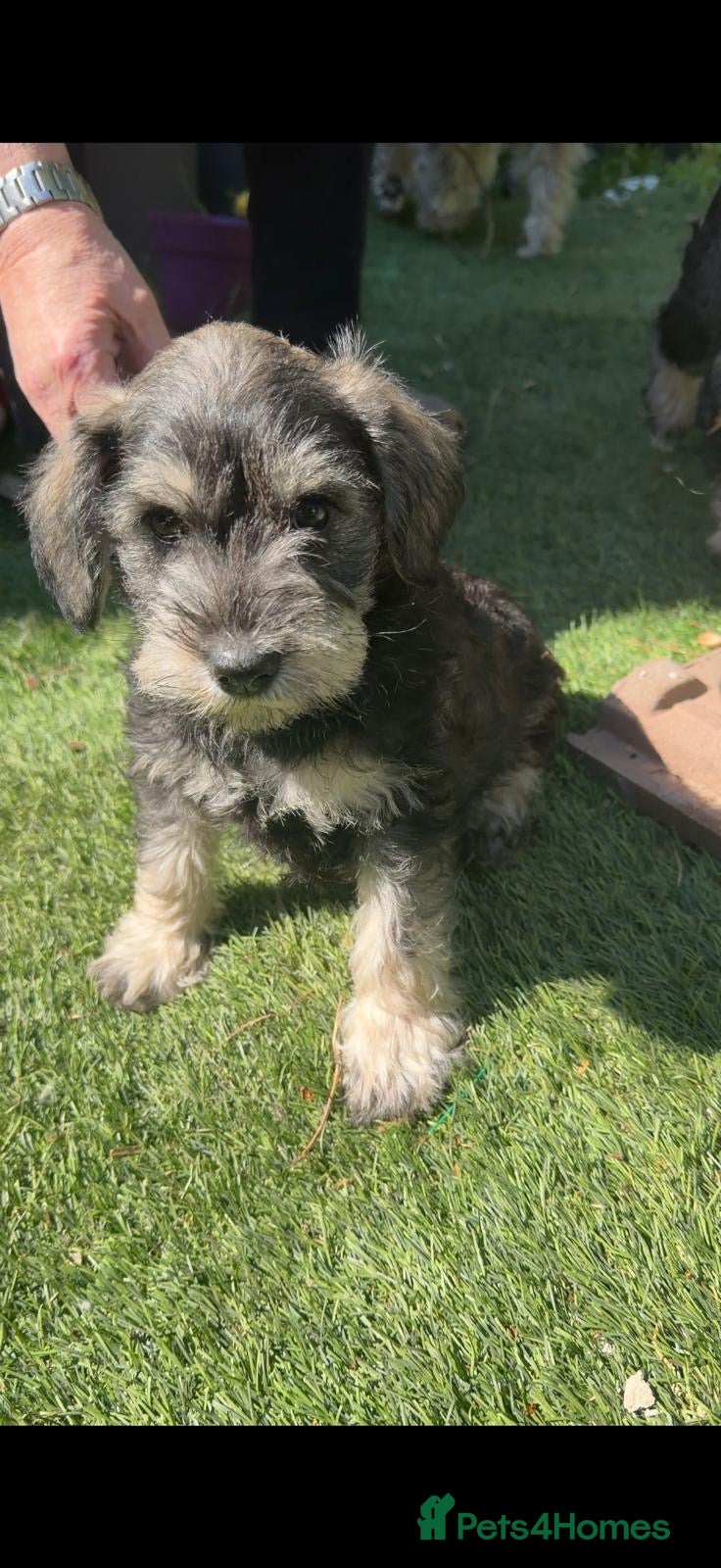 Schnoodle dogs 4 Beautiful loving, Schnoodles, Schnauzer X Poodle - Advert 2