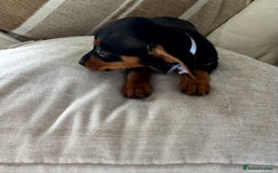 Miniature Dachshund dogs for sale: Miniature dachshunds - Image 32