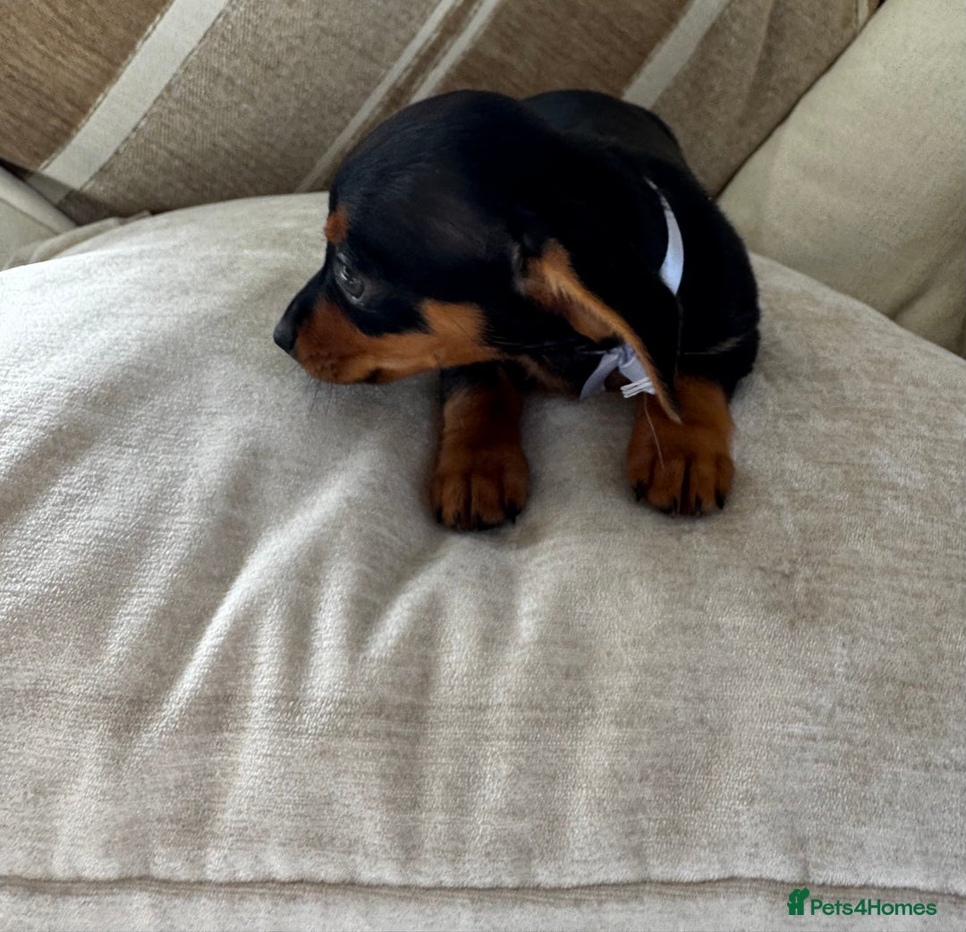Miniature Dachshund dogs for sale: Miniature dachshunds - Image 32