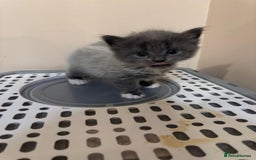 British Shorthair cats for sale: Beautiful cats  - Image 8