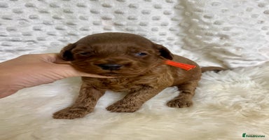 Goldendoodle dogs Outstanding quality fully tested Goldendoodle pups - Advert 16