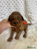 Goldendoodle dogs Outstanding quality fully tested Goldendoodle pups - Advert 16