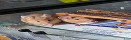 Mouse rodents for sale: Beautiful red male mice for sale  - Advert 3