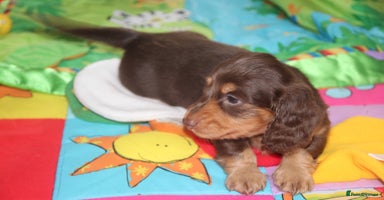 Miniature Dachshund dogs - Advert 4
