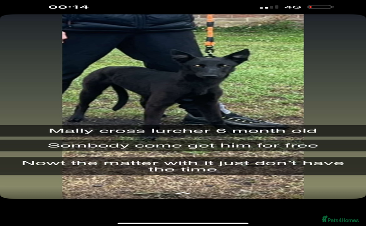 Mixed Breed dogs - Advert 3