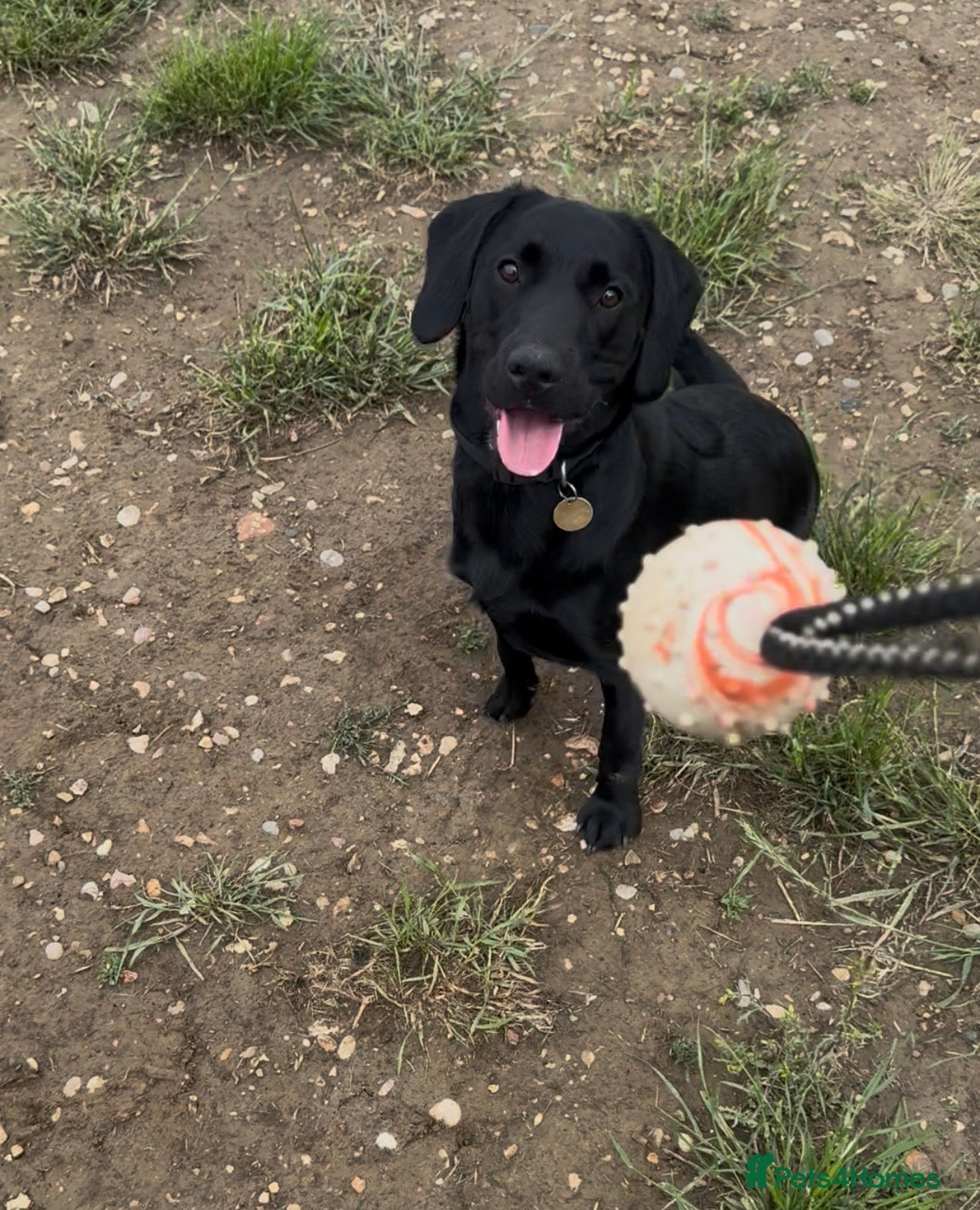 Cockerdor dogs Gorgeous black 9 month old male Cockador  - Advert 8