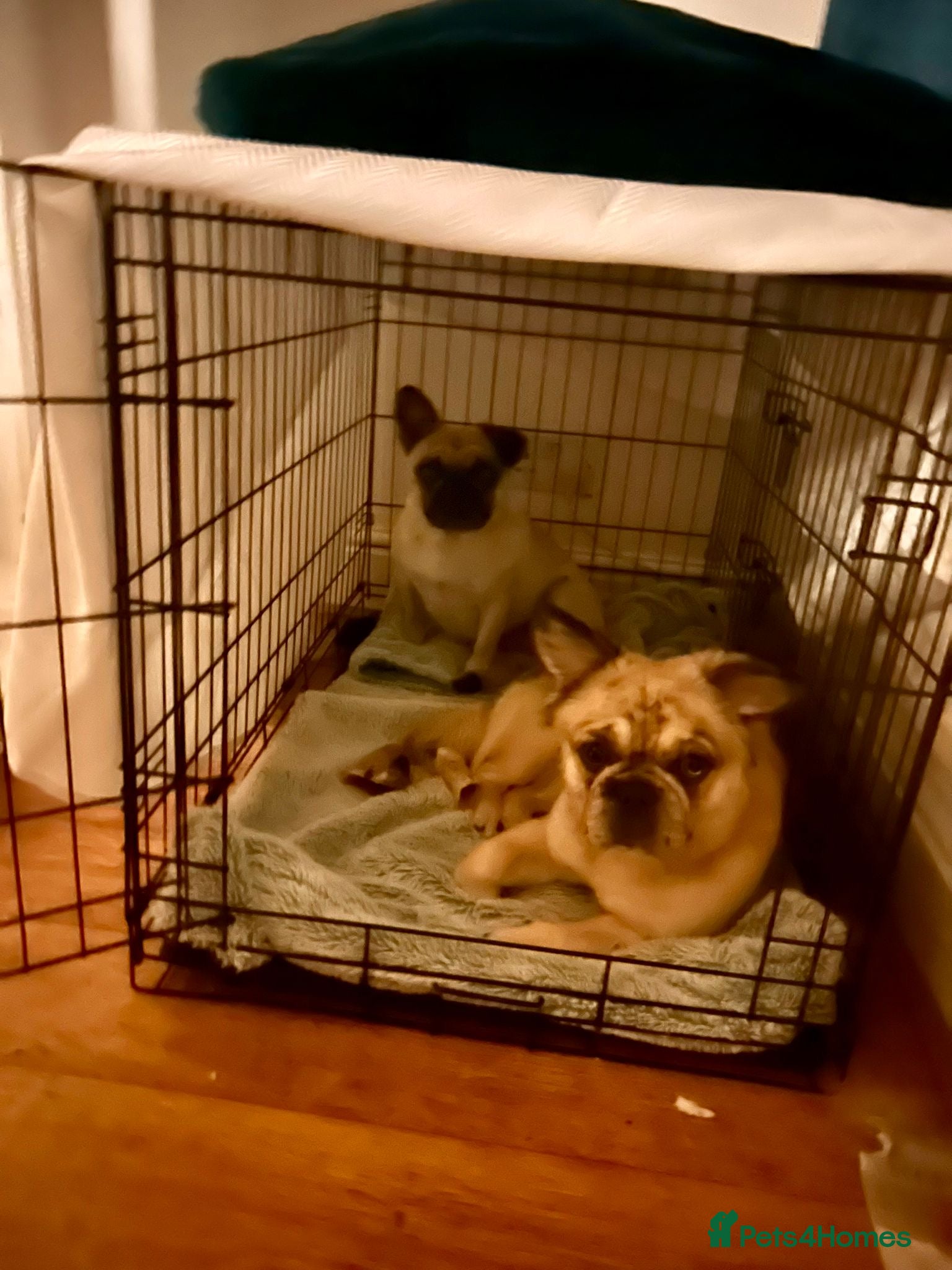 Frug dogs Mimii and Aria - Advert 4