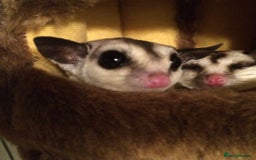 Sugar Glider rodents for sale: Two female sugar gliders with full set up - Image 13
