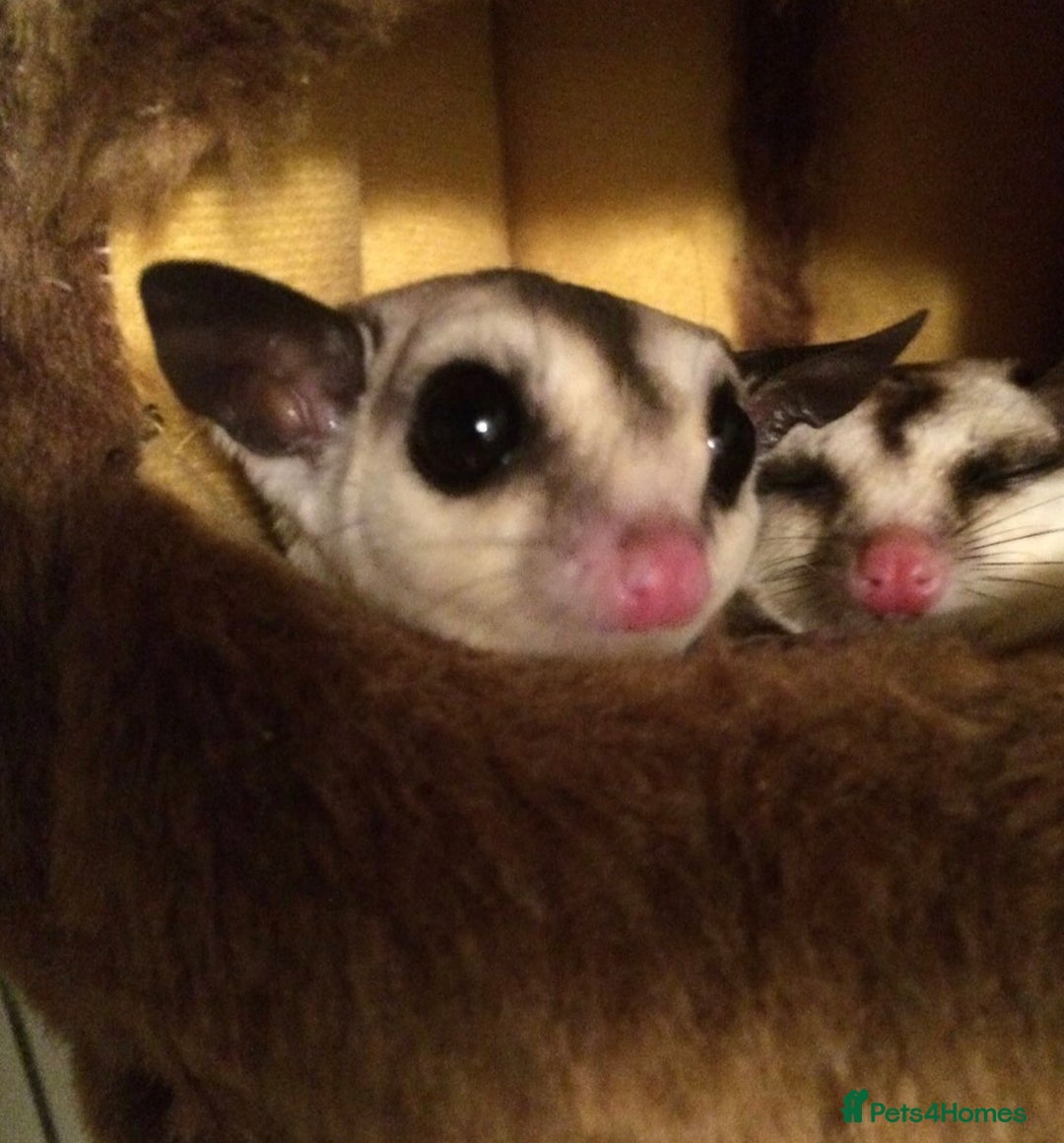 Sugar Glider rodents for sale: Two female sugar gliders with full set up - Image 13