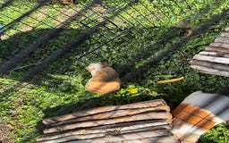 Guinea Pig rodents for sale: Baby Guinea pigs for sale 2 females 4 males  - Image 4