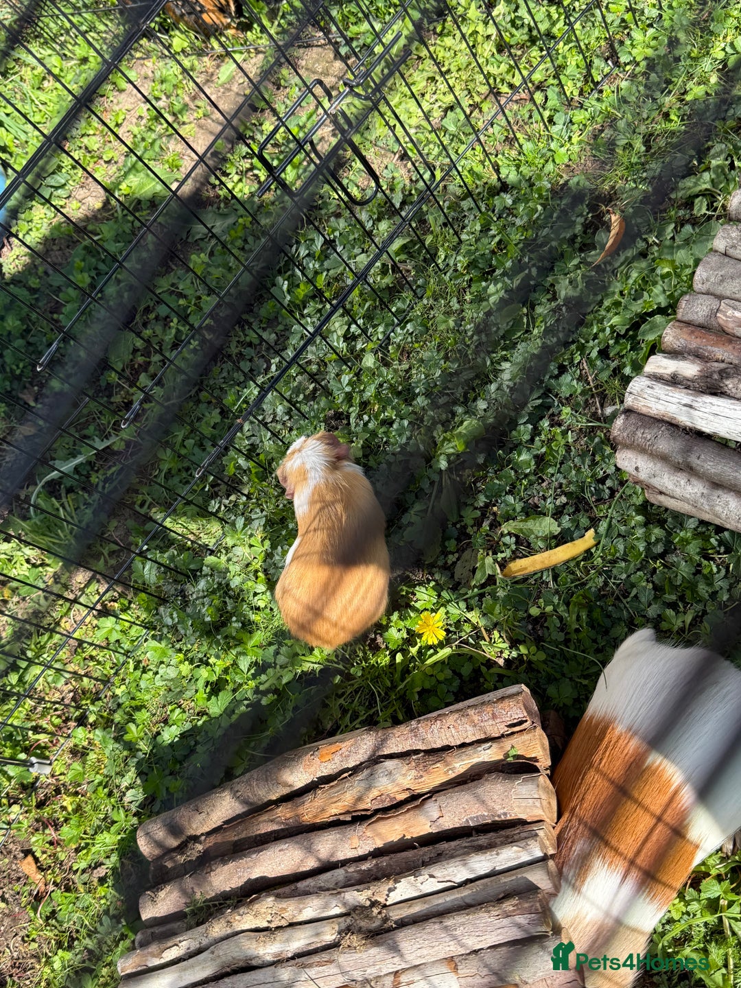 Guinea Pig rodents for sale: Baby Guinea pigs for sale 2 females 4 males  - Image 4
