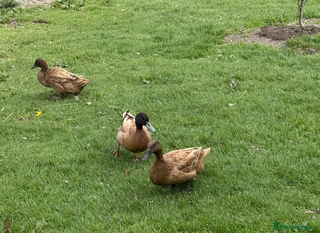 Ducks poultry for sale: Khaki Campbell trio  - Advert 1