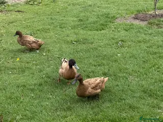 Ducks poultry Khaki Campbell trio - Advert 8