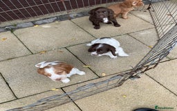 Cocker Spaniel dogs for sale: Cocker spaniel puppies  - Advert 7