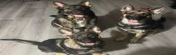 German Shepherd dogs for sale: lovely GSD puppies  - Advert 6