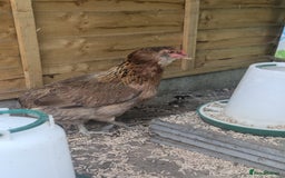 Hens poultry for sale: Bantam Arucana and silkie - Image 6