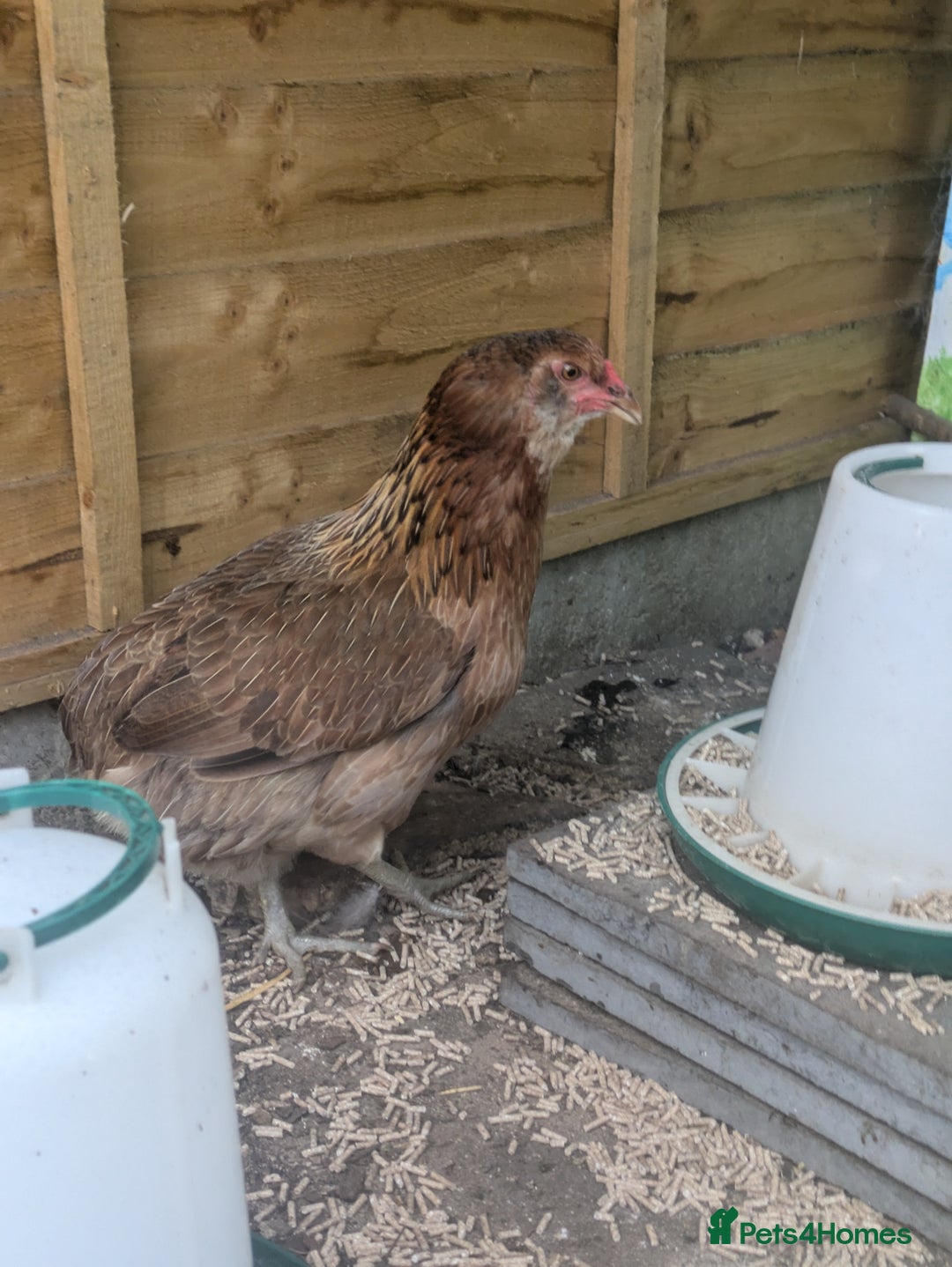 Hens poultry for sale: Bantam Arucana and silkie - Image 6