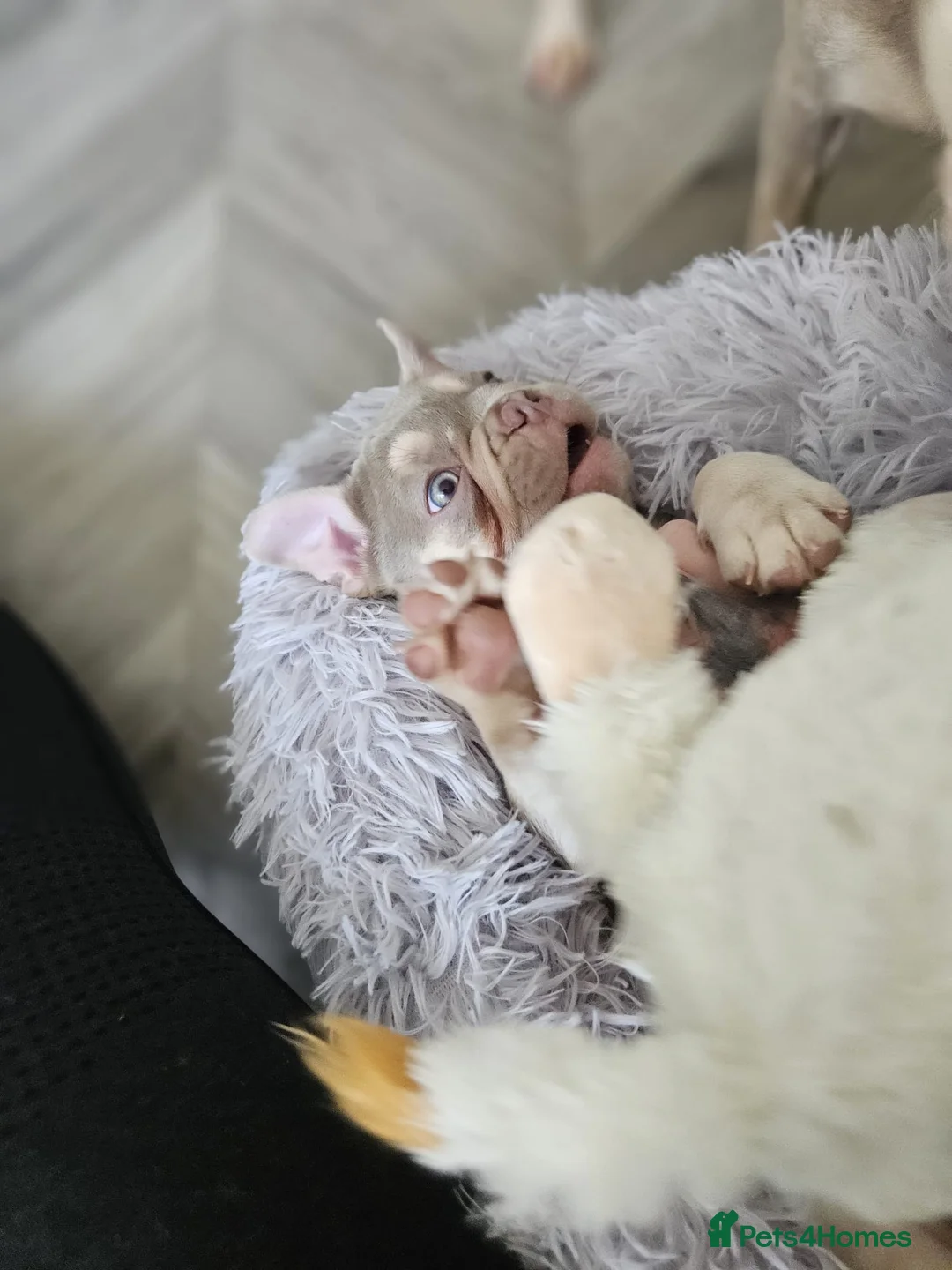 French Bulldog dogs for stud: Stunning French Bulldog For Stud in Dundee - Advert 21