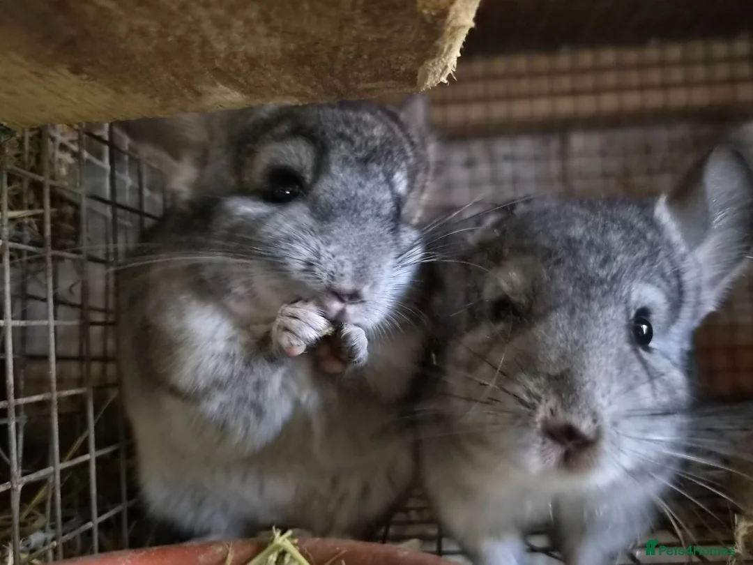 Chinchilla rodents for sale: Chinchillas  - Advert 1