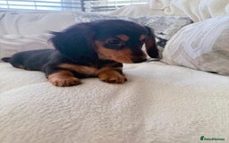 Miniature Dachshund dogs for sale: Minature dachshund  - Image 12
