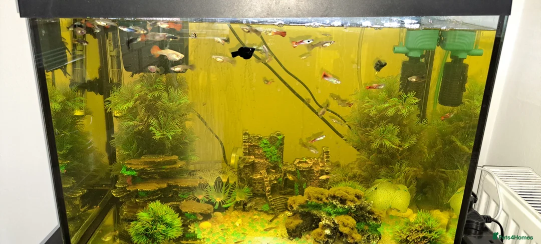 Live Bearers fish for sale: guppies in Thame - Advert 1