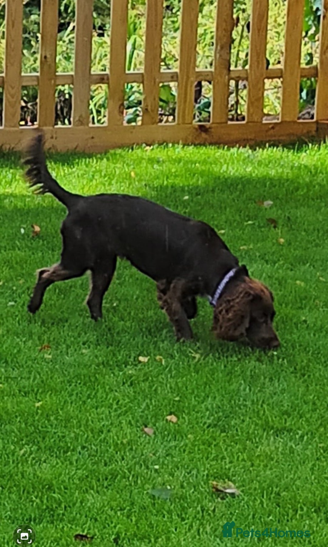 Cocker Spaniel dogs for sale: Ready Now Kc Reg Health Tested - Advert 11