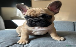 French Bulldog dogs for sale: KC, standard colours French Bulldog puppies🐾 - Image 15
