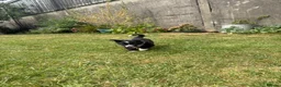 Border Collie dogs for sale: Border Collie Puppies  in Swansea - Advert 11