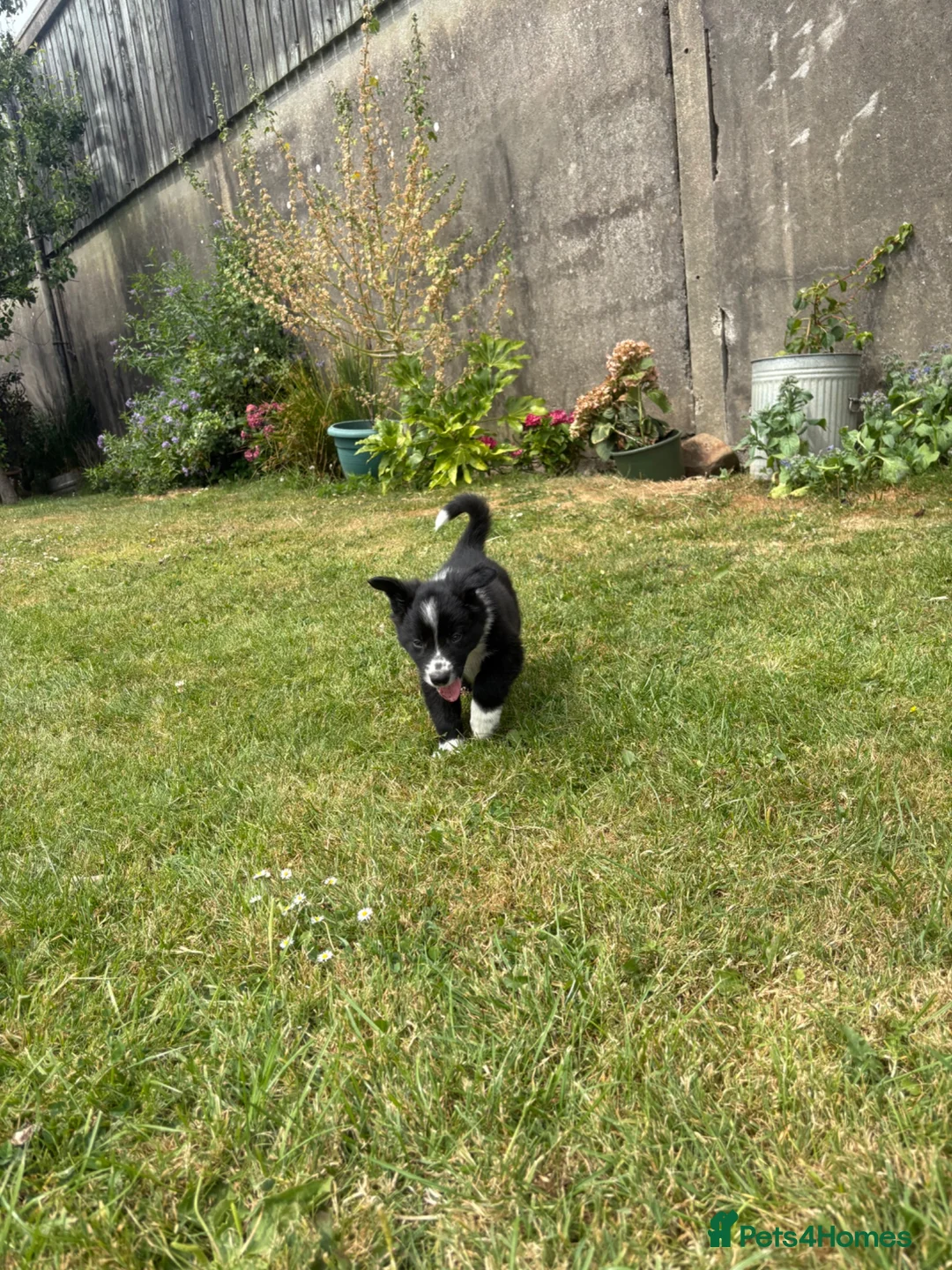 Border Collie dogs for sale: Border Collie Puppies  in Swansea - Advert 11