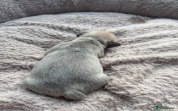 French Bulldog dogs for sale: Litter of mixed colour French bulldog puppies  - Advert 19